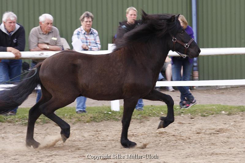 Noah von Heidmoor (11).JPG